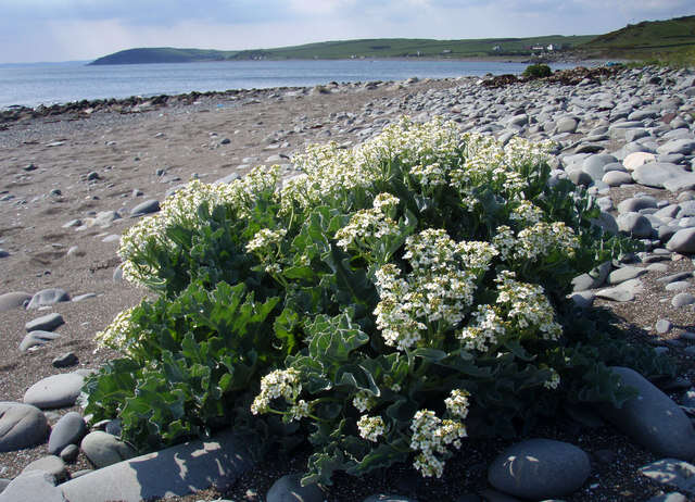 Image of sea kale