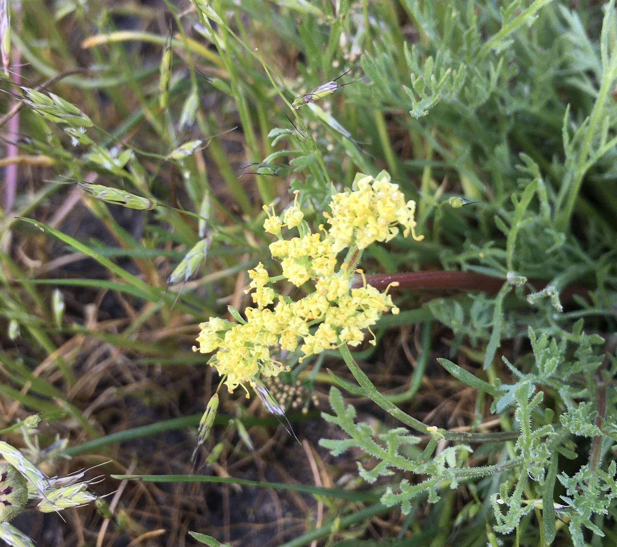 Lomatium caruifolium var. denticulatum (Jepson) Jeps.的圖片