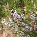 Слика од Leucopogon australis R. Br.