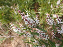 Image of Leucopogon australis R. Br.