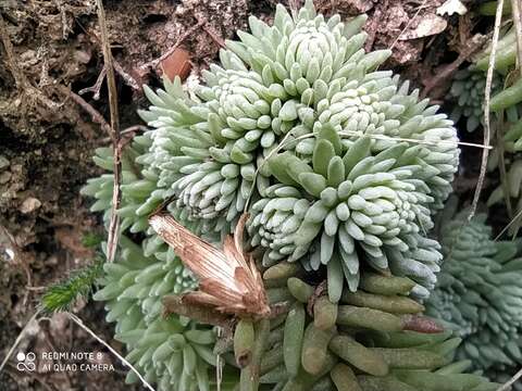 Image of Sedum alamosanum S. Wats.