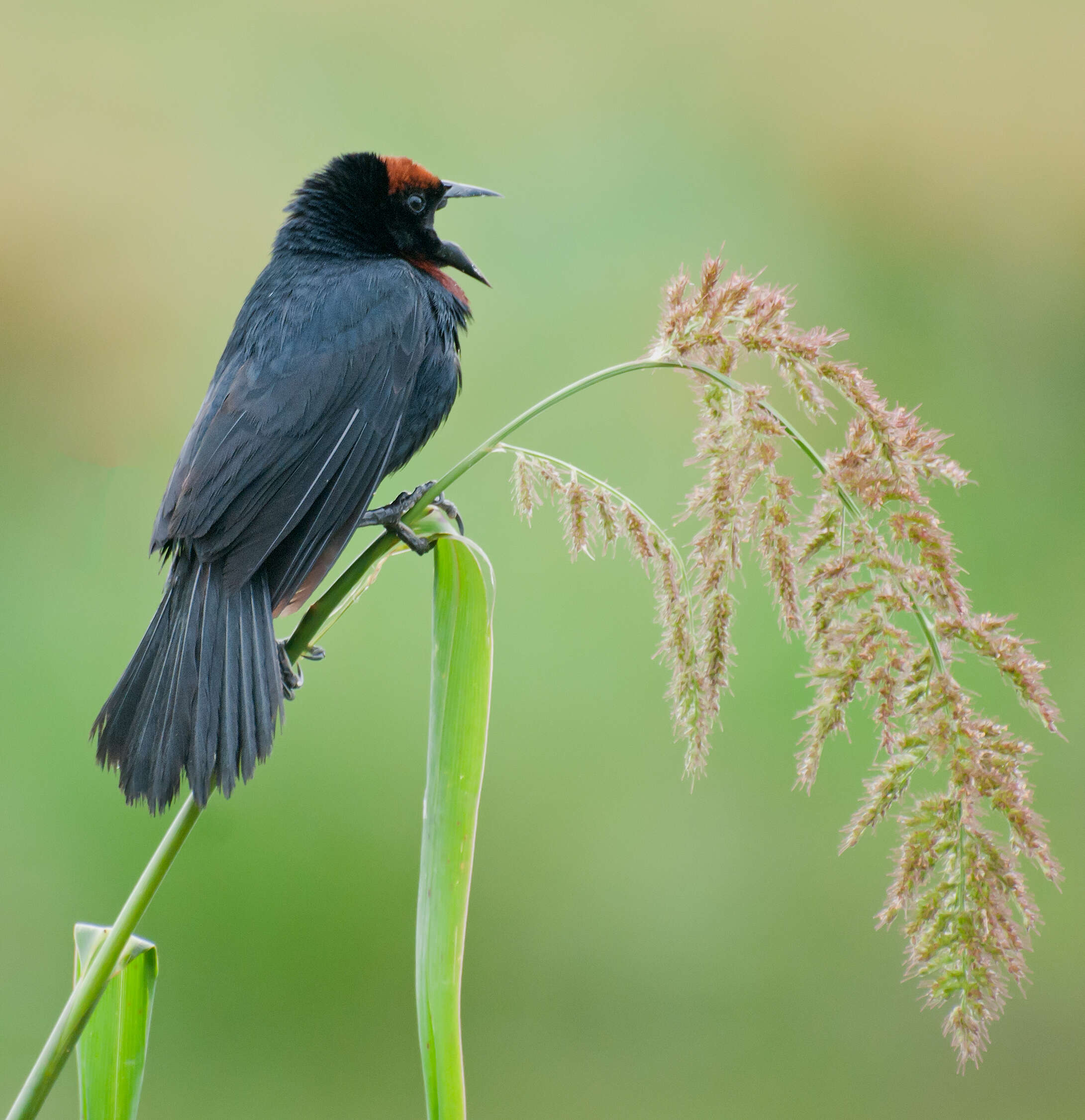 Image of Chestnut-capped Blackbird