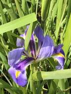 Image of giant blue iris