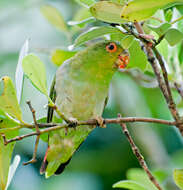 Image of Black-eared Parrotlet