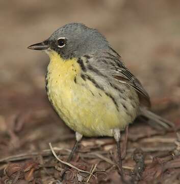 Image of Kirtland's Warbler