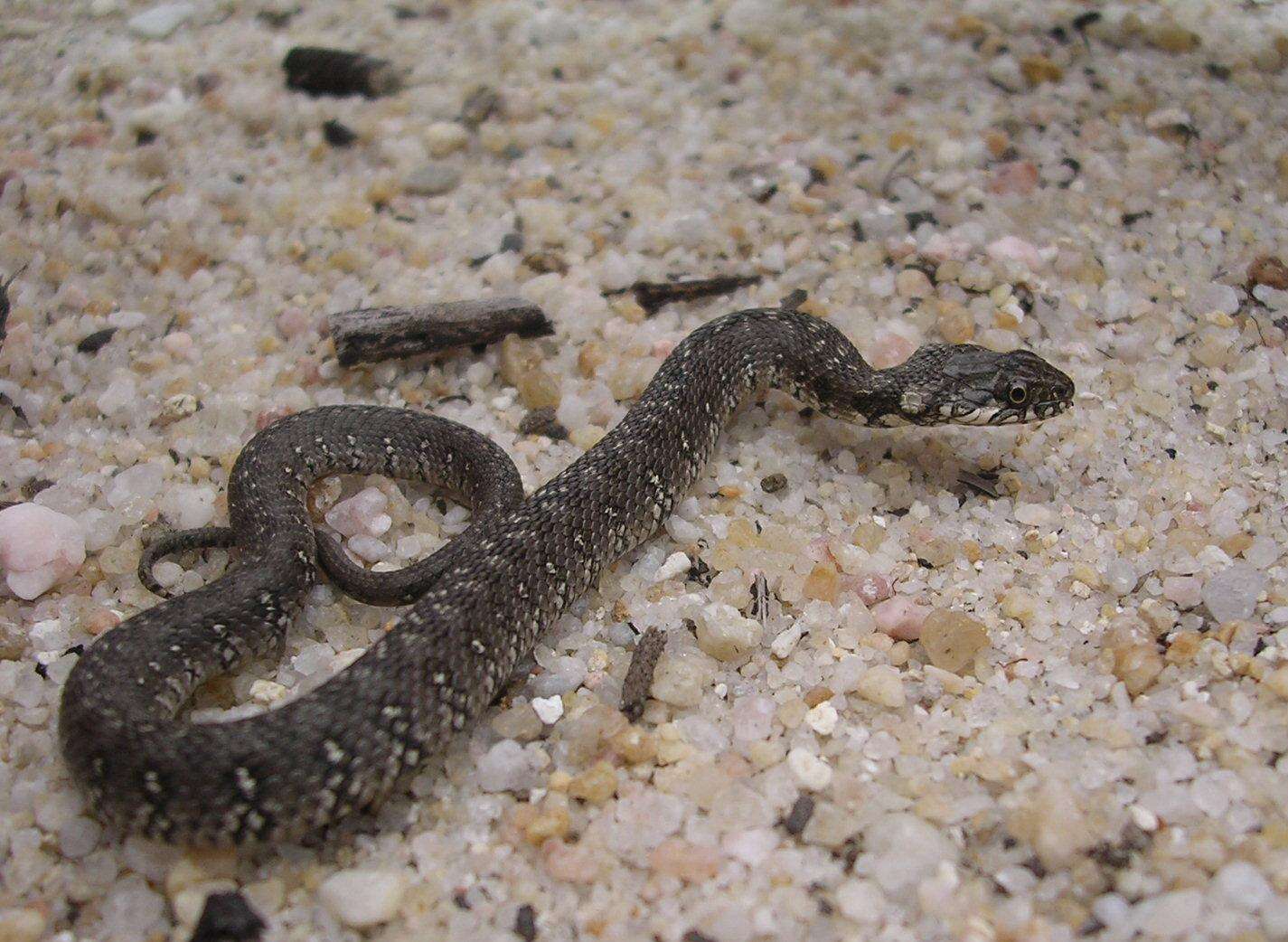 Image of Viperine Snake