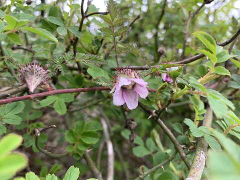 صورة Rubus pungens Cambess. ex Jacq.