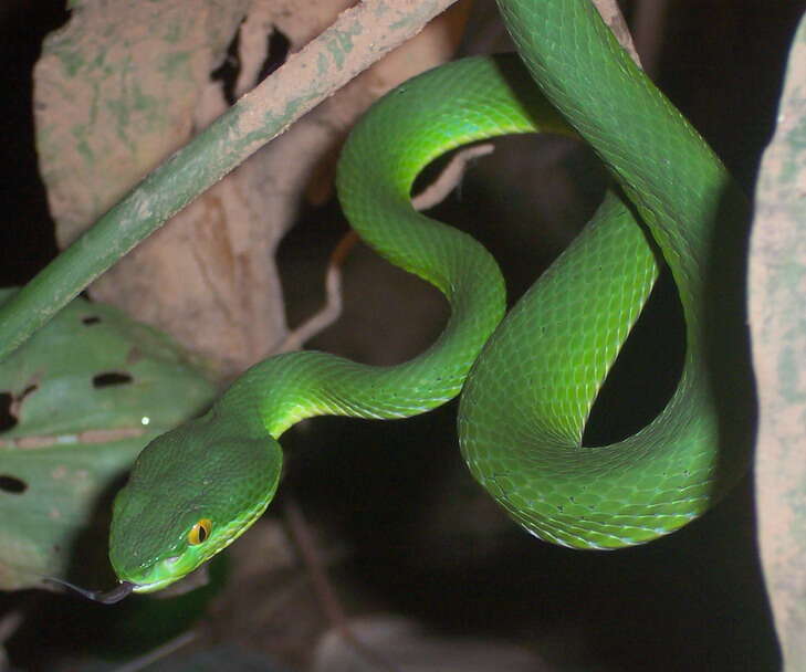 Слика од Trimeresurus albolabris Gray 1842