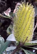 Imagem de Banksia integrifolia L. fil.