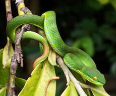 Слика од Trimeresurus albolabris Gray 1842