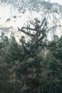 Image of Martinez's Spruce