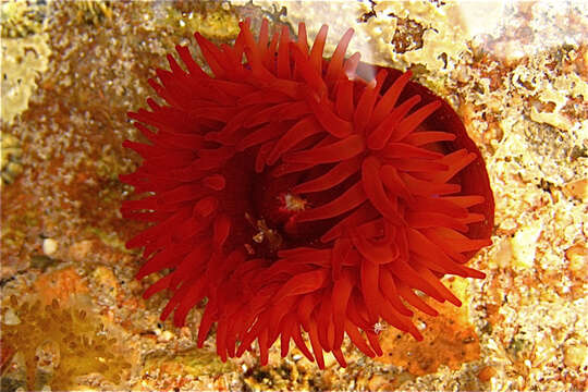 Image of Beadlet anemone