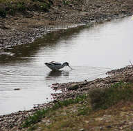 Image of avocet, pied avocet