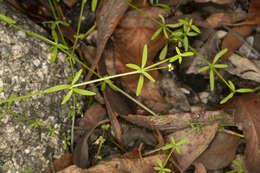 Image of Galium binifolium N. A. Wakef.