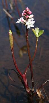 Image of bogbean