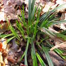 Image of Carey's sedge