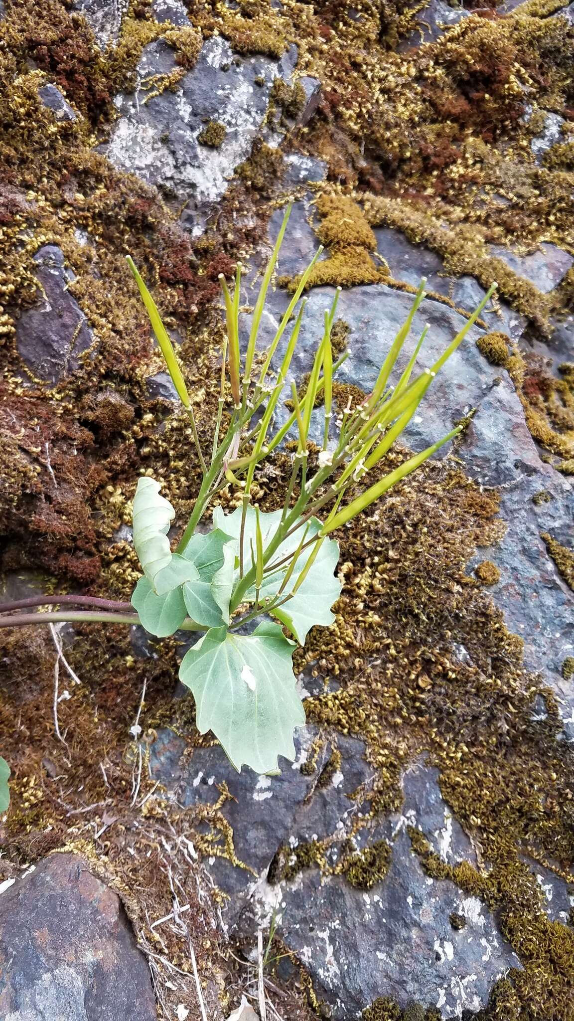 Image de Cardamine pachystigma (S. Watson) Rollins