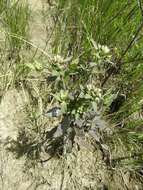 Image of March fleabane