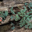 Image of powdery false cloak fern