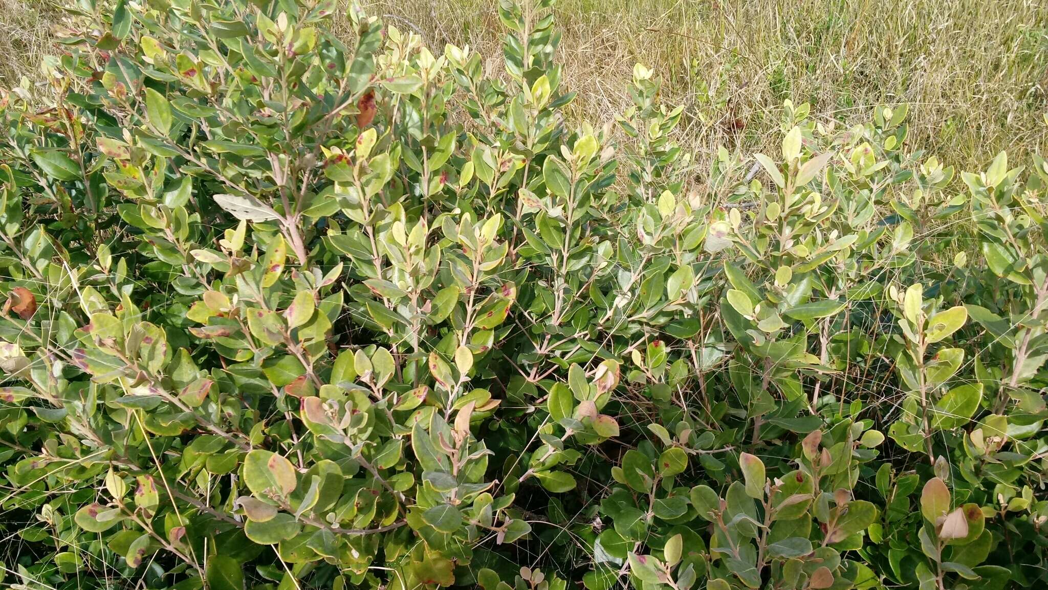Image of rhodomyrtus