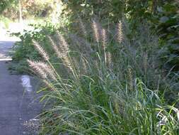 Imagem de Pennisetum alopecuroides