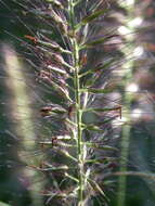 Imagem de Pennisetum alopecuroides