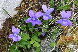 Image of early dog-violet