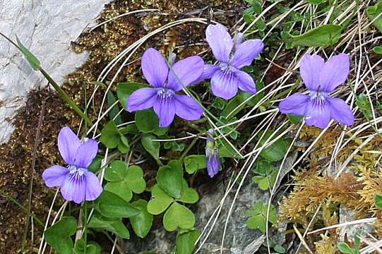 Image of early dog-violet