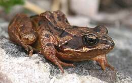 Image of Common frog