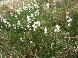 Plancia ëd Eriophorum scheuchzeri Hoppe