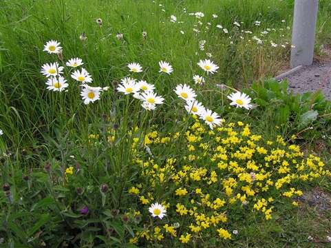 Image of Oxeye Daisy