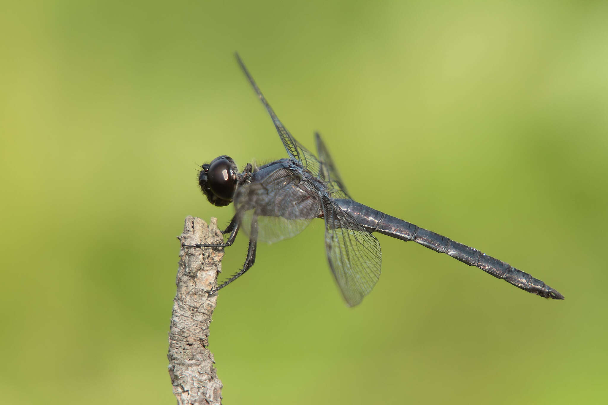 Libellula incesta Hagen 1861 resmi