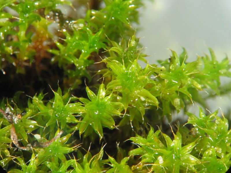 صورة Syntrichia ruralis Weber & D. Mohr 1803