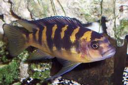 Image of Bumblebee cichlid