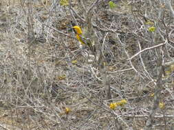 Image of White-edged Oriole