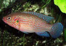 Image of Hemichromis lifalili Loiselle 1979