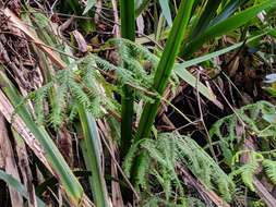 Plancia ëd Sticherus flagellaris (Bory ex Willd.) Ching