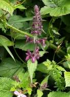 Image of hedge nettle