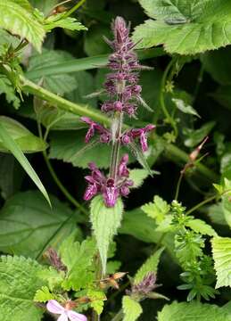 Слика од Stachys sylvatica L.