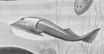 Image of Cephalaspidomorphi