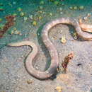 Image of Horned sea snake