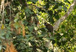 Image of Moustached Guenon