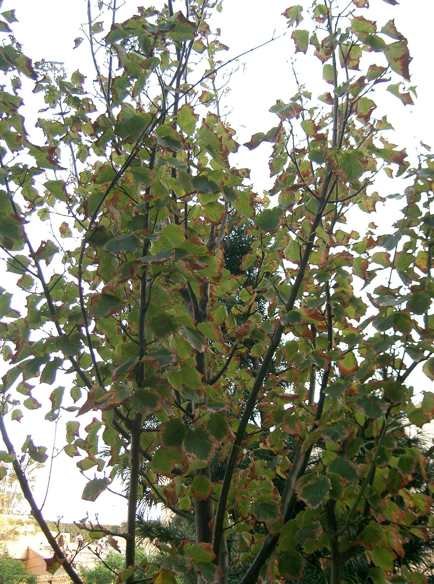 Image of Grey-budded snake-bark-maple