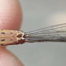 Imagem de Lestes pinheyi Fraser 1955