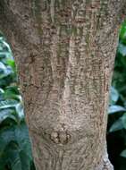 Image of Grey-budded snake-bark-maple