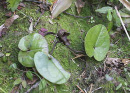 Image of Asarum fauriei var. takaoi (F. Maek.) T. Sugaw.