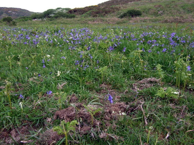 Conopodium majus (rights holder: ceridwen)