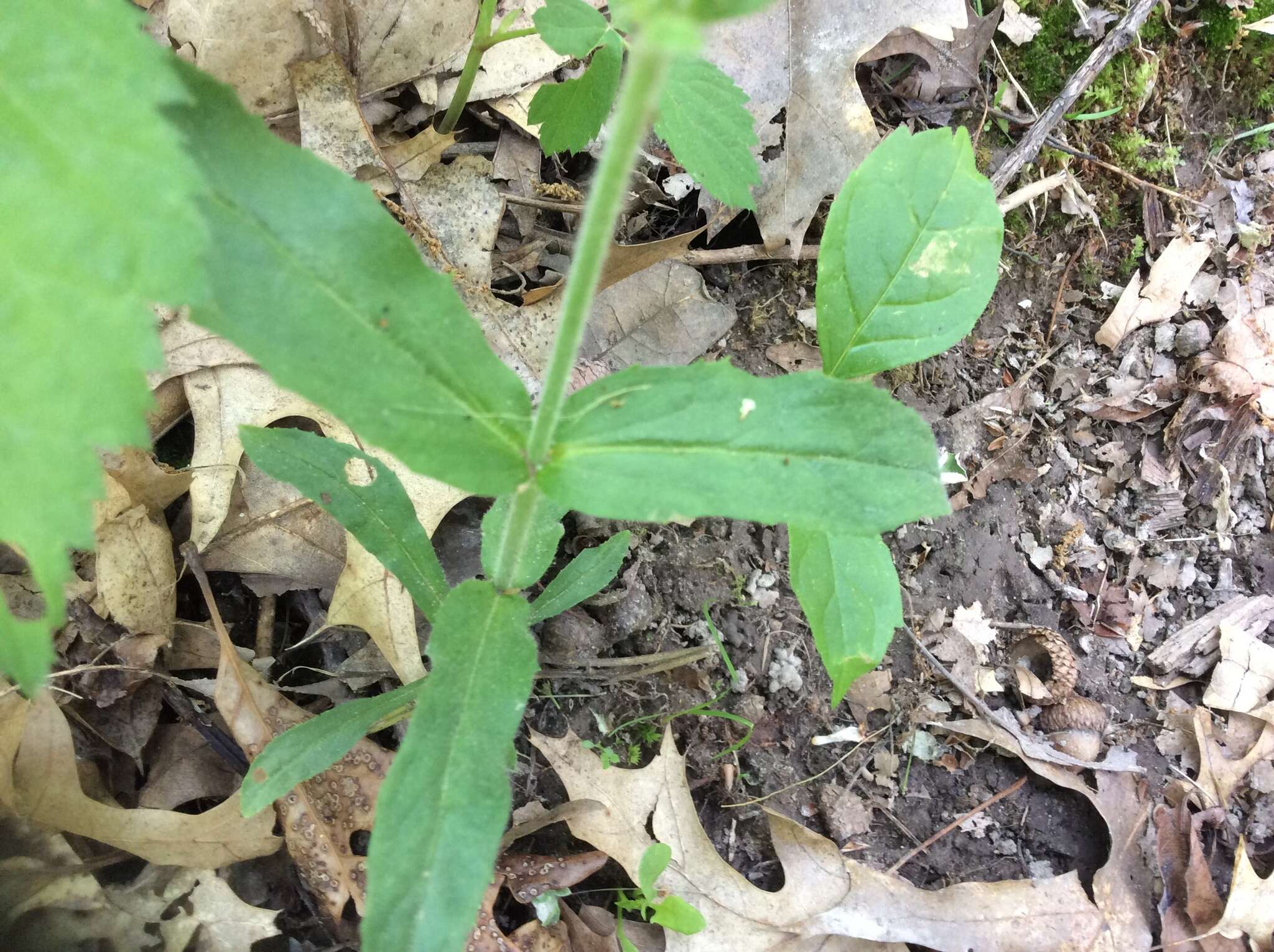 Image of pale beardtongue