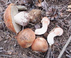 Image of Leccinum vulpinum Watling 1961