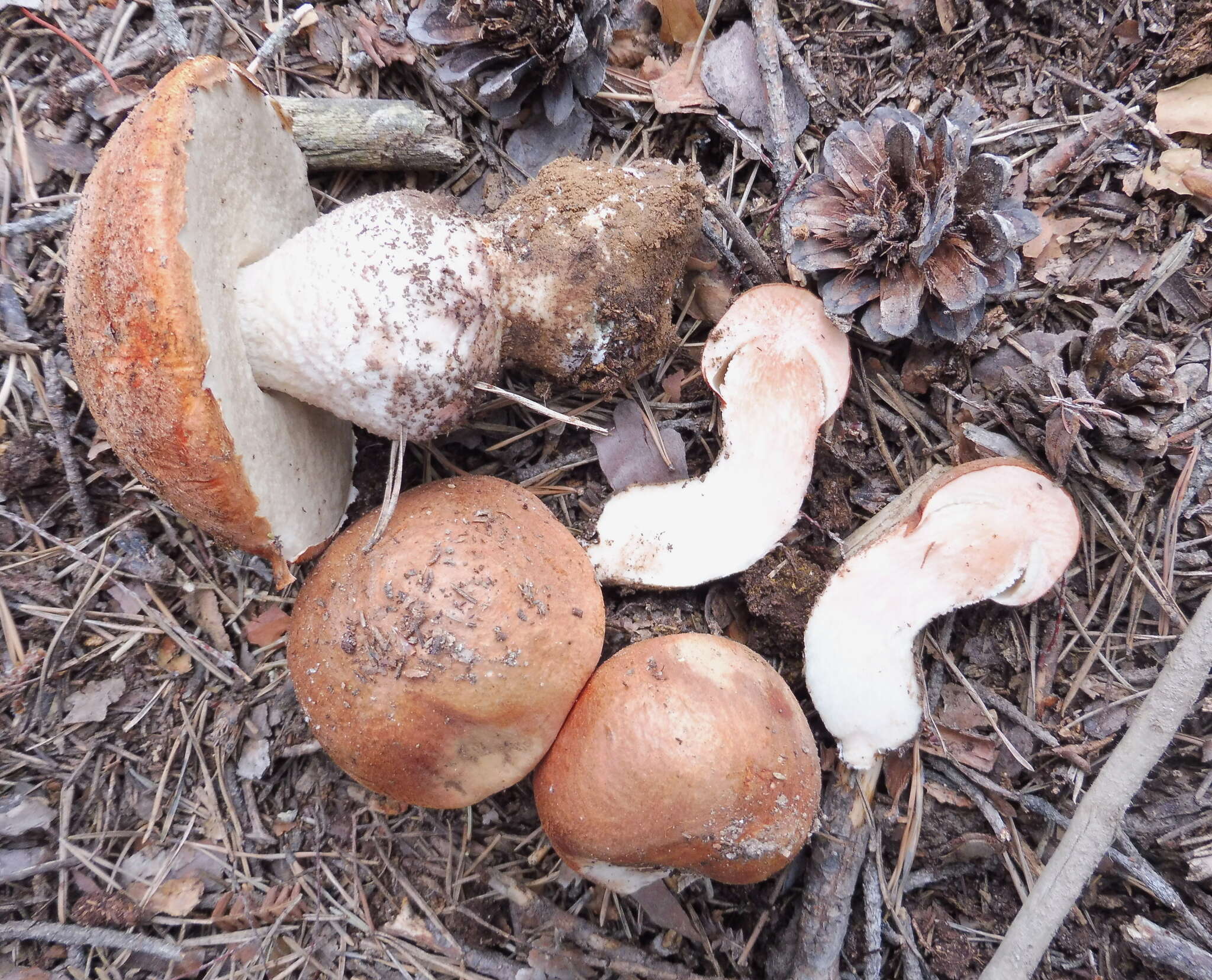 Image of Leccinum vulpinum Watling 1961